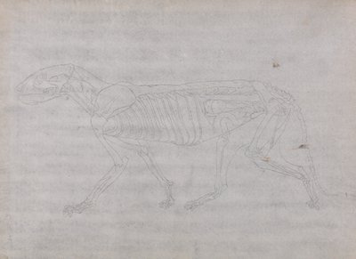 A Comparative Anatomical Exposition of the Structure of the Human Body with That of a Tiger and a Cow by George Stubbs